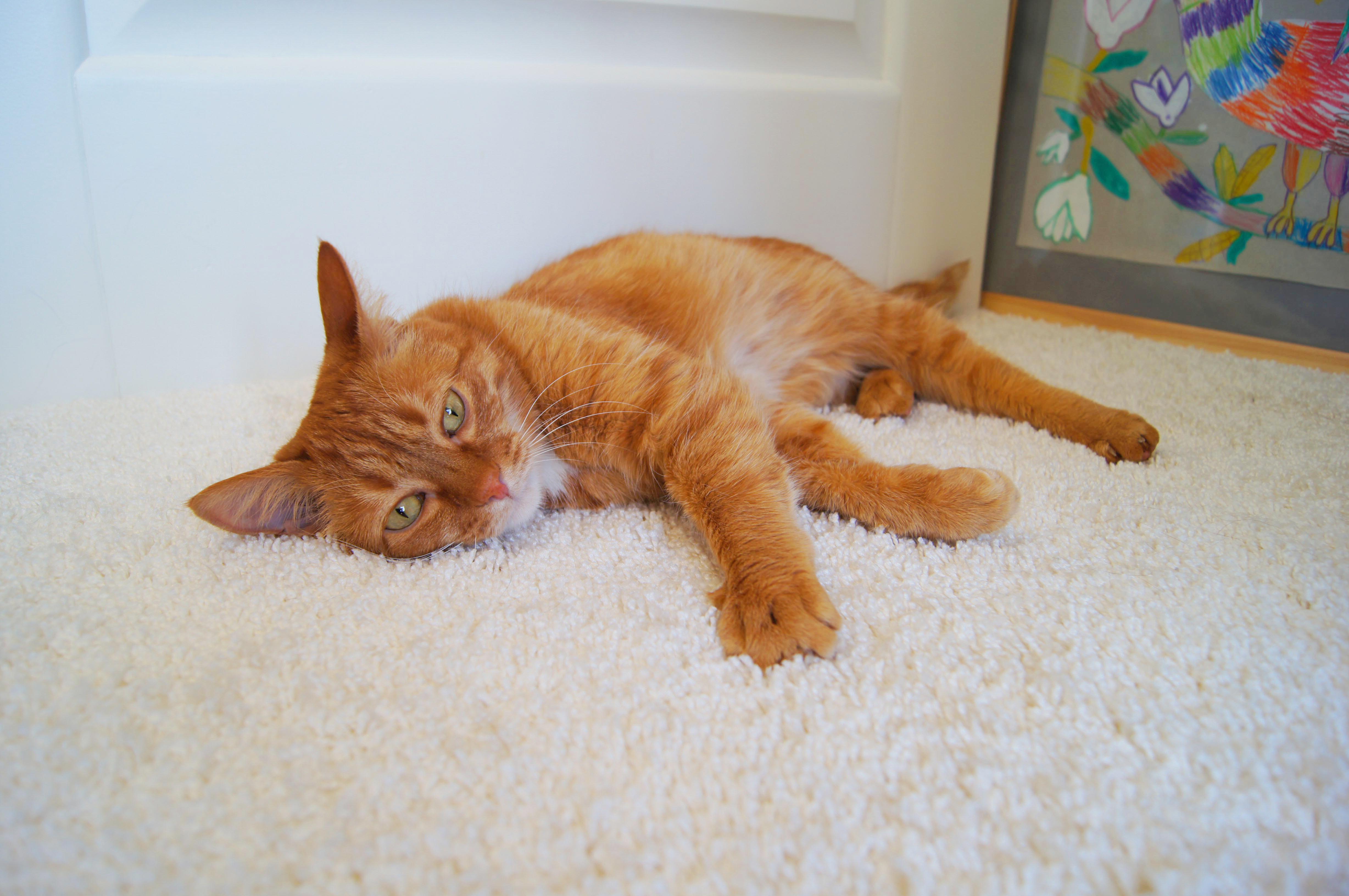 Ковролин "Зартекс" Amarena 140 бежевый (4м) — купить в Калуге